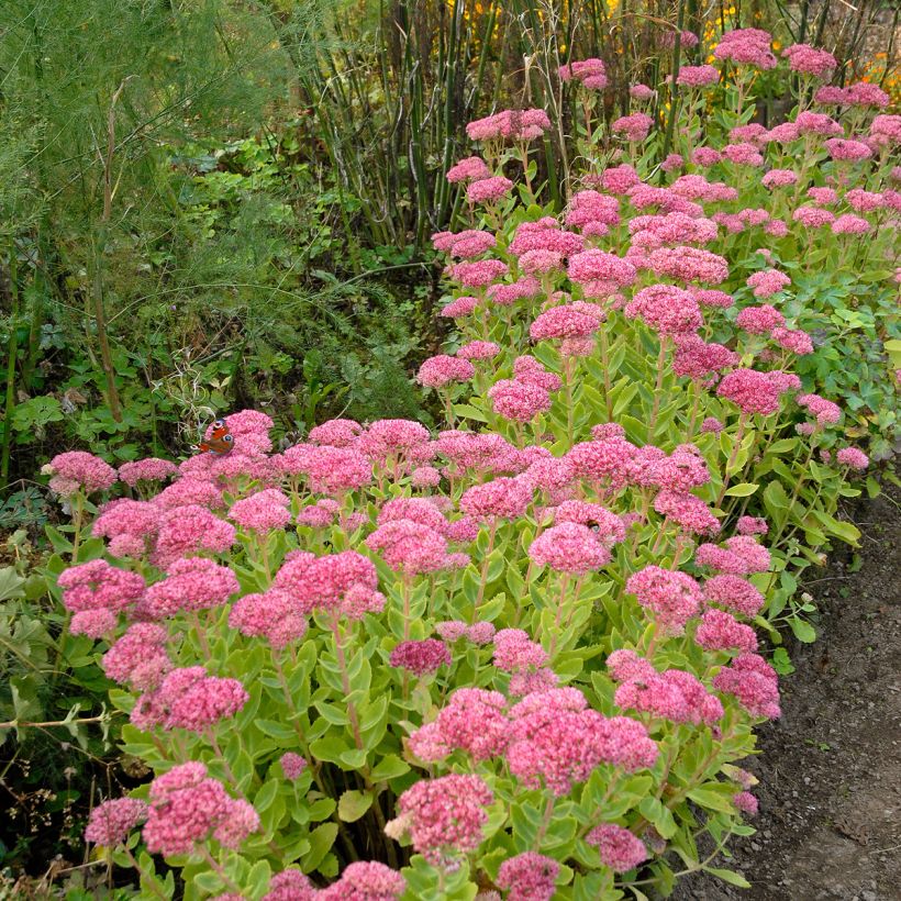 Sedum spectabile Brilliant - Grand Orpin d'automne (Port)