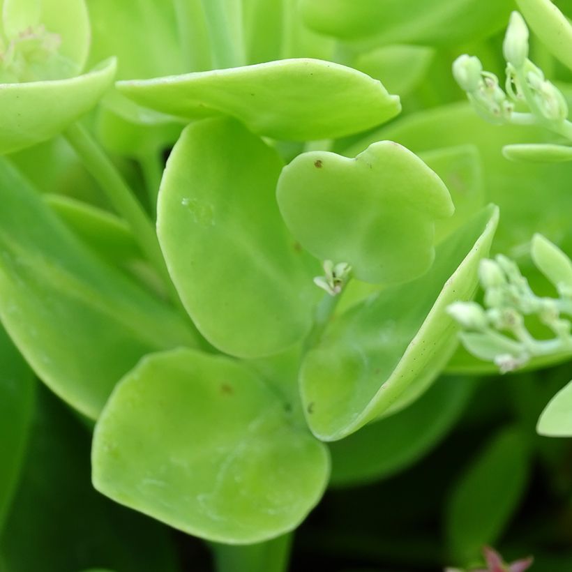 Sedum spectabile Brilliant - Grand Orpin d'automne (Feuillage)