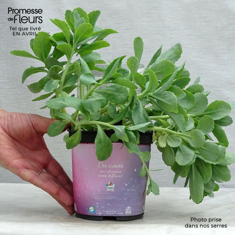 Spécimen de Sedum spectabile Carl - Orpin d'Automne Pot de 2L/3L tel que livré au printemps