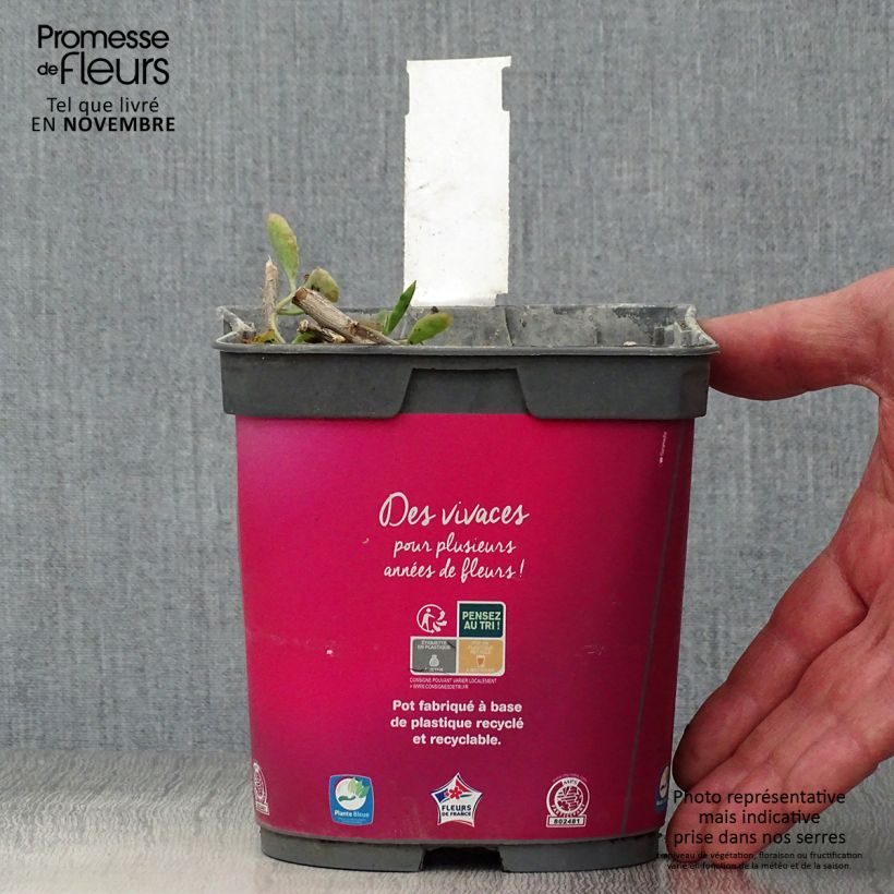 Spécimen de Sedum spectabile Carl - Orpin d'Automne Pot de 2L/3L tel que livré en automne