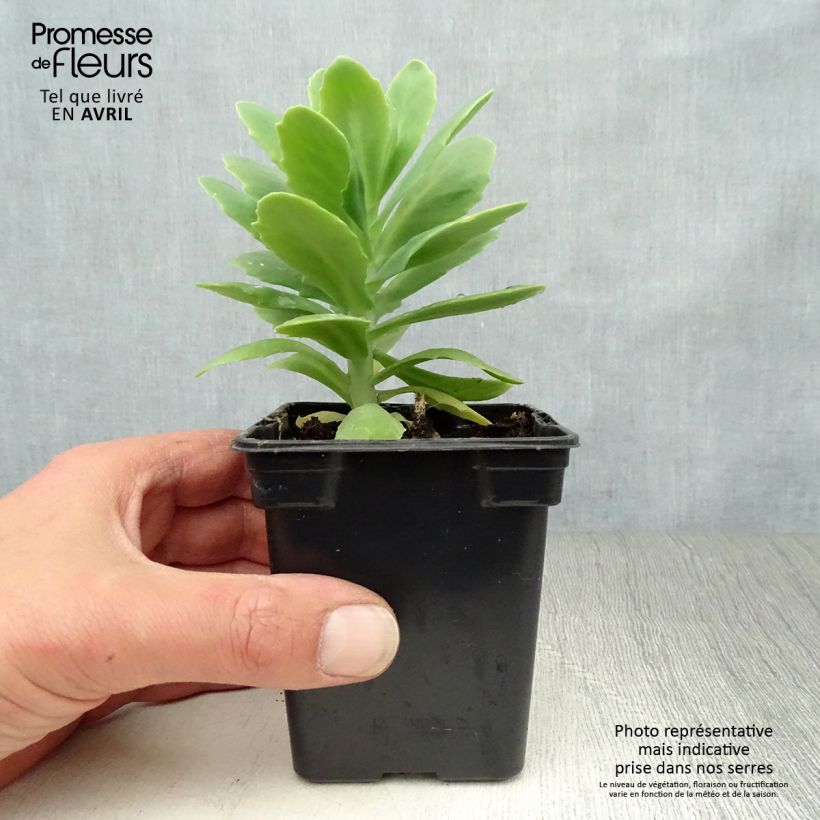 Spécimen de Sedum spectabile Carmen - Orpin d'Automne Godet de 7/8 cm tel que livré au printemps
