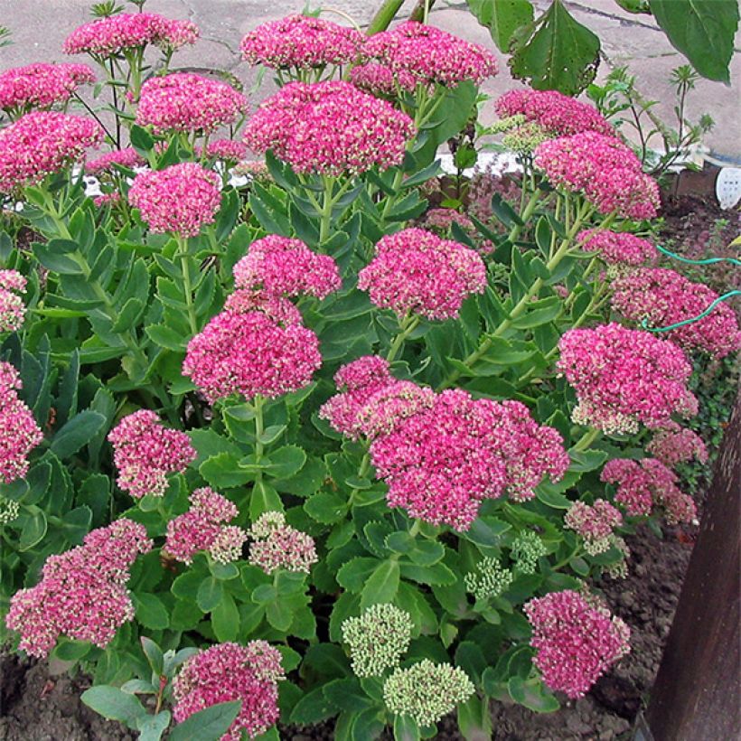 Sedum spectabile Meteor - Orpin d'automne (Plant habit)