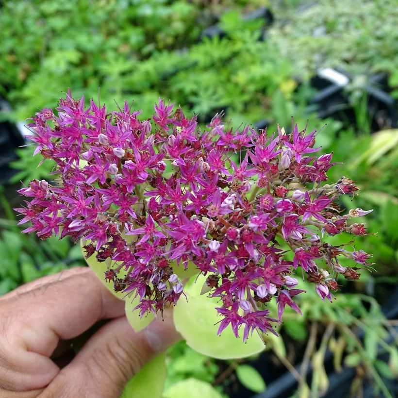 Sedum spectabile Meteor - Orpin d'automne (Flowering)