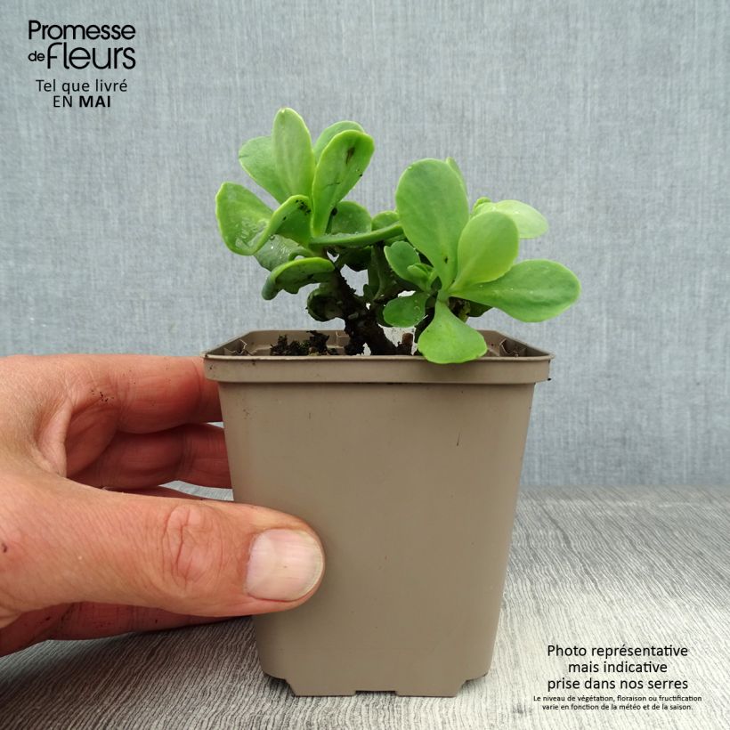 Example of Sedum spectabile Meteor - Orpin d'automne Godet de 8/9 cm as you get in printemps