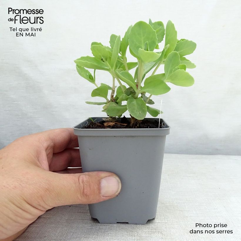 Spécimen de Sedum spectabile Septemberglut - Orpin d'automne Godet de 8/9 cm tel que livré au printemps