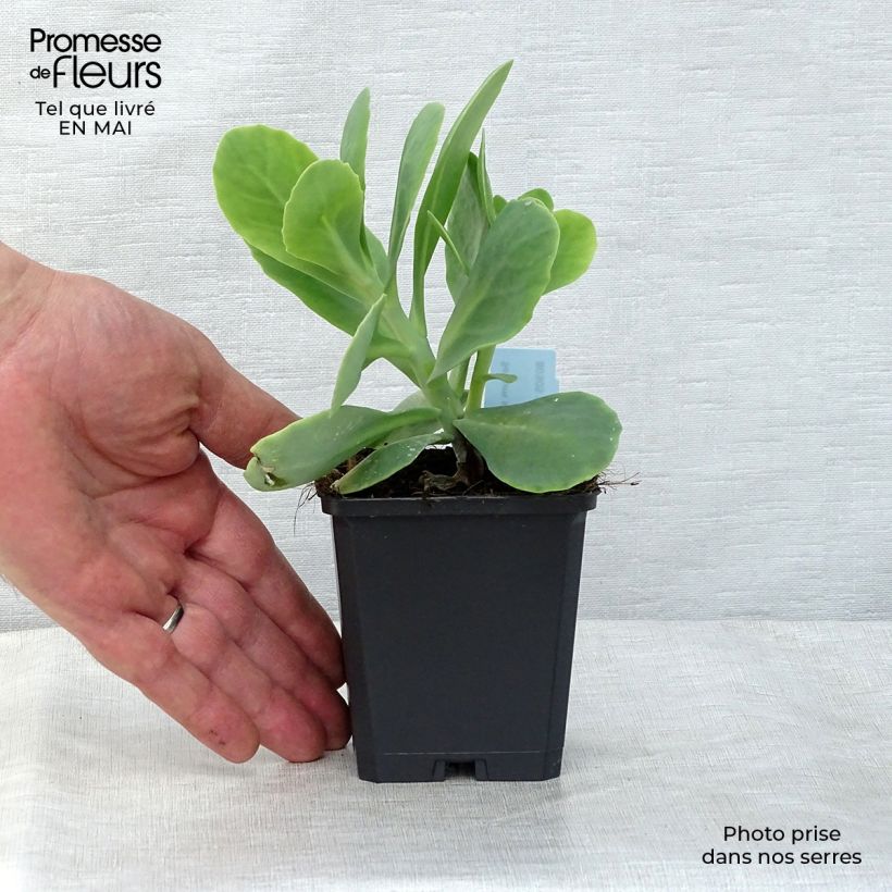 Spécimen de Sedum spectabile Stardust - Orpin d'automne Godet de 8/9 cm tel que livré au printemps