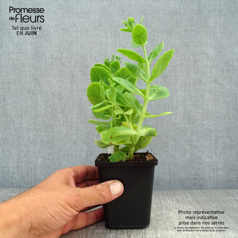 Spécimen de Sedum spectabile Stardust - Orpin d'automne Godet de 8/9 cm tel que livré en été