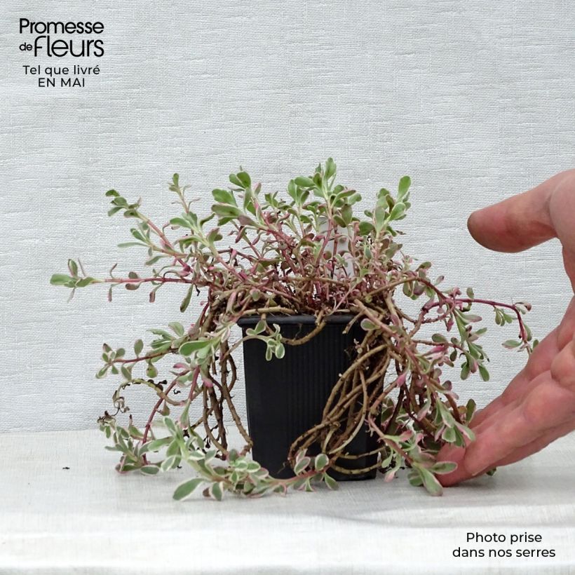 Spécimen de Sedum spurium Variegatum - Orpin panaché Godet de 8/9 cm tel que livré au printemps