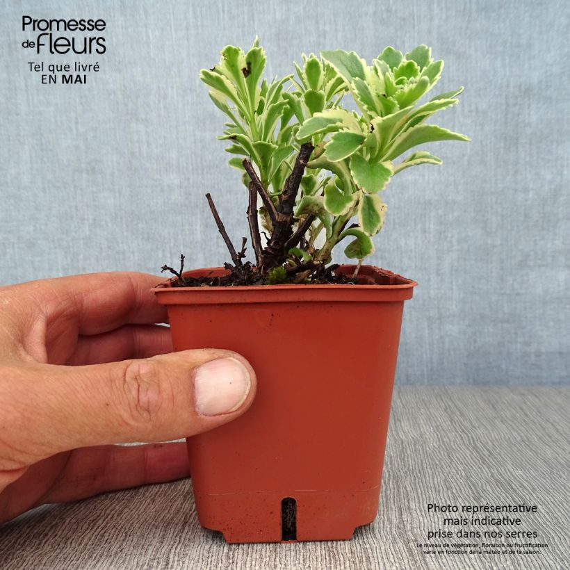 Example of Sedum takesimense Atlantis - Orpin panaché  Godet de 8/9 cm as you get in printemps
