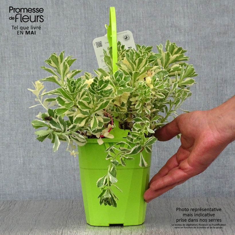 Example of Sedum takesimense Atlantis - Orpin panaché  Pot de 1,5L/2L as you get in printemps