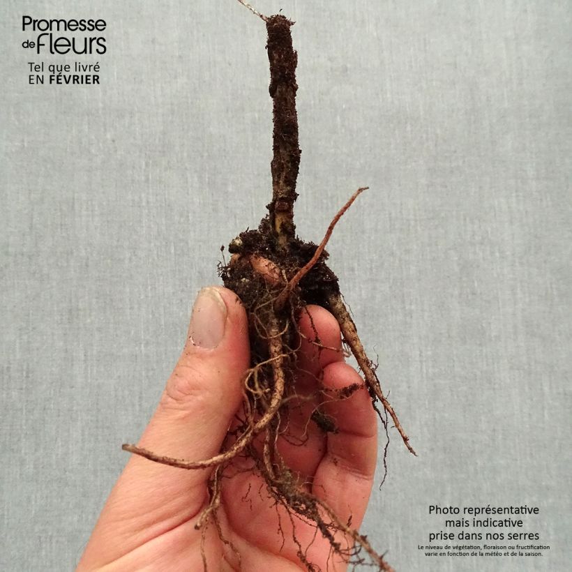 Spécimen de Sedum Autumn Charm (Hylotelephium) Racines nues, Qualité premium tel que livré en hiver