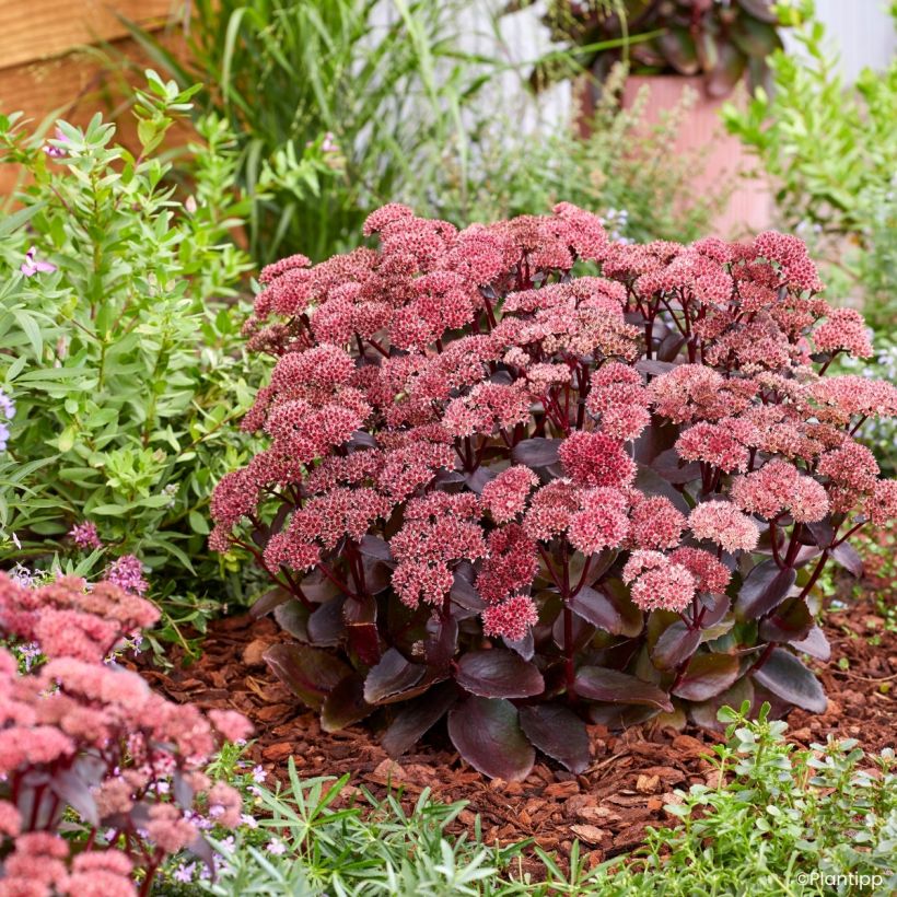 Sedum Black Knight  (Port)