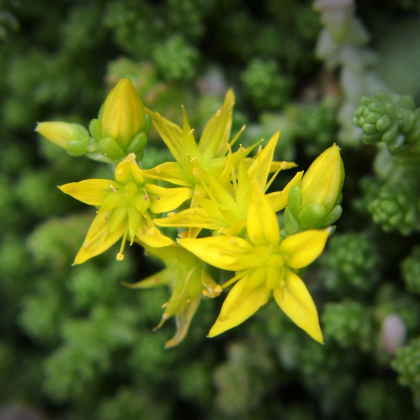 Graines de Sedum acre - Orpin jaune (Floraison)