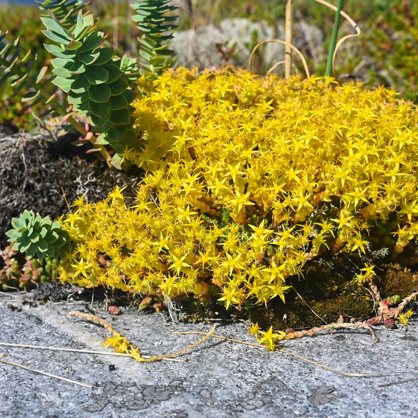 Graines de Sedum acre - Orpin jaune (Port)