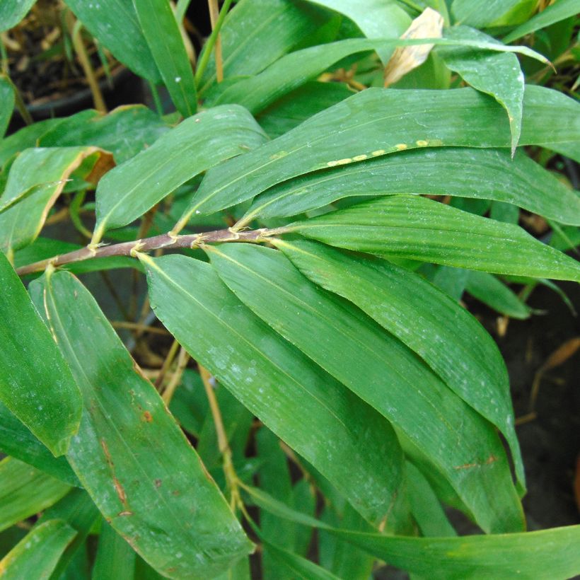 Semiarundinaria fastuosa - Bambou moyen (Foliage)