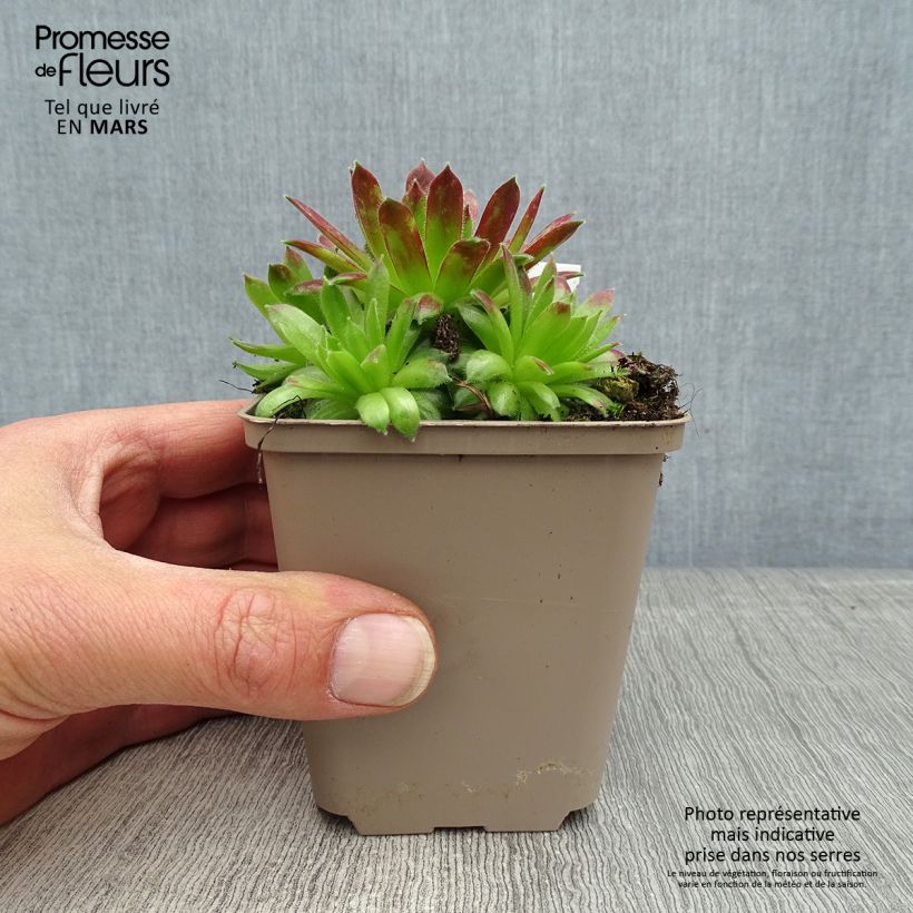 Spécimen de Sempervivum Alpha - Joubarbe rouge Godet de 8/9 cm tel que livré au printemps