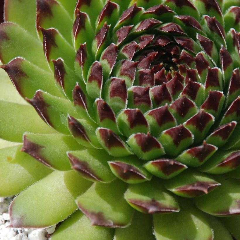 Sempervivum Chick Charms Appletini - Joubarbe (Foliage)