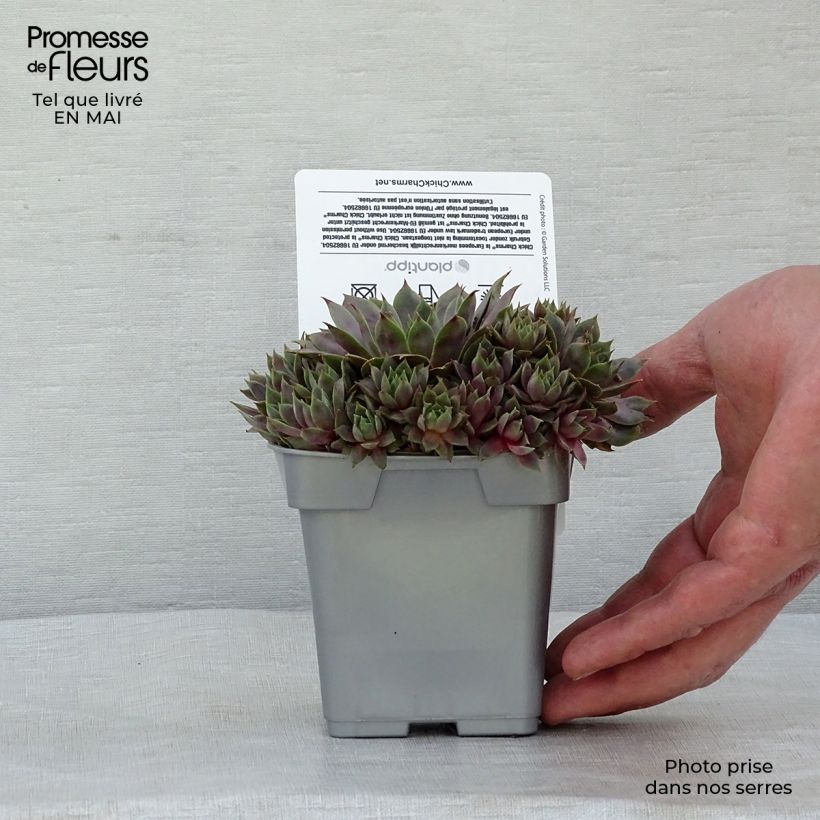 Spécimen de Sempervivum Chick Charms ® Berry Blues - Joubarbe bleue violacée Pot de 10 cm/11cm tel que livré au printemps