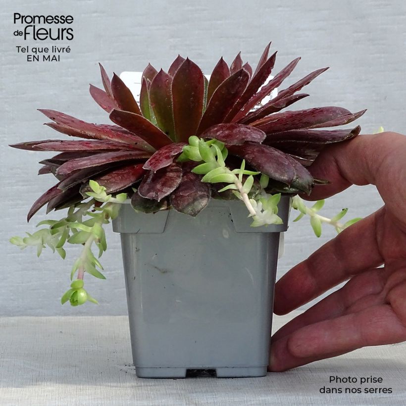 Spécimen de Sempervivum Chick Charms Cherry Berry - Joubarbe Pot de 10 cm/11cm tel que livré au printemps