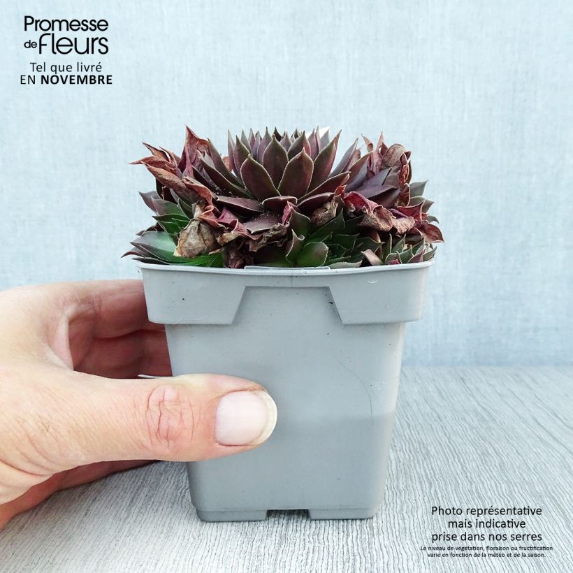 Spécimen de Sempervivum Chick Charms ® Chocolate Kiss - Joubarbe pourpre chocolat Pot de 10 cm/11cm tel que livré en automne