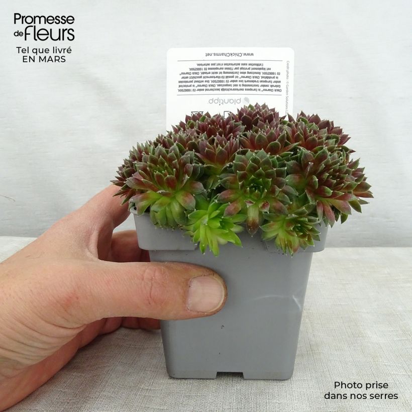 Example of Sempervivum Chick Charms Cinnamon Starbust - Joubarbe Pot de 10 cm/11cm as you get in printemps