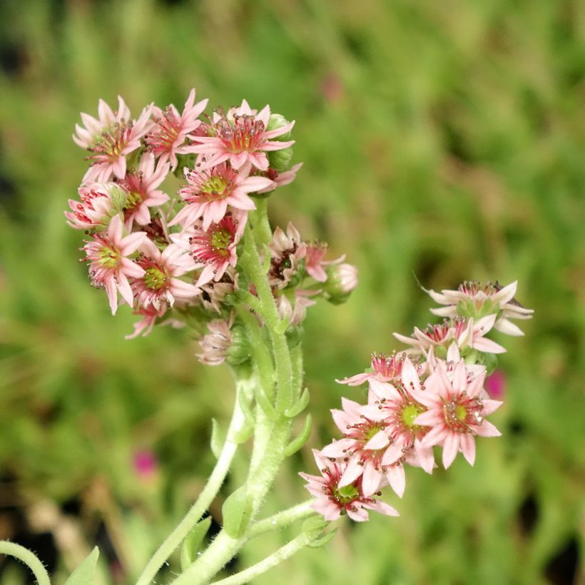 Sempervivum Chick Charms Cinnamon Starbust - Joubarbe (Flowering)
