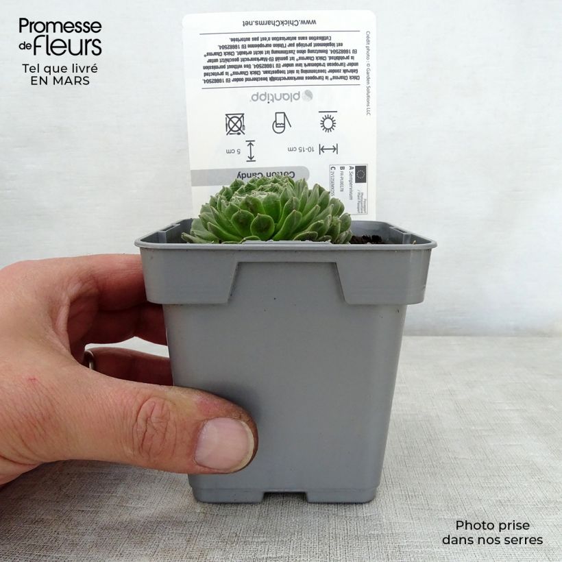 Spécimen de Sempervivum Chick Charms ® Cotton Candy - Joubarbe verte au cœur cotonneux Pot de 10 cm/11cm tel que livré au printemps
