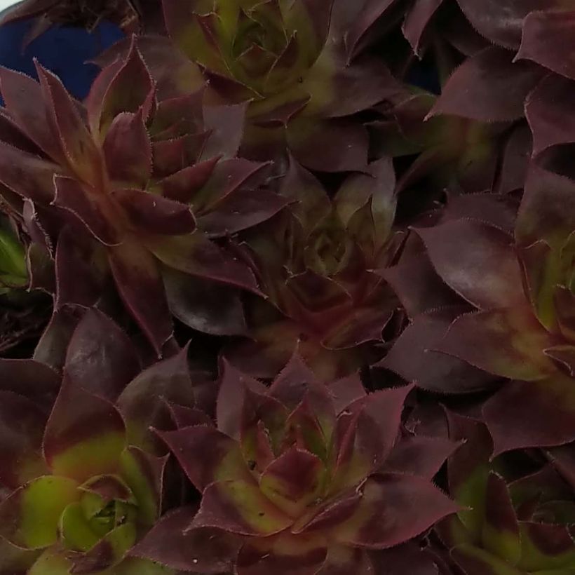 Sempervivum Chick Charms ® Cranberry Cocktail - Joubarbe pourpre sombre pointé de vert (Foliage)
