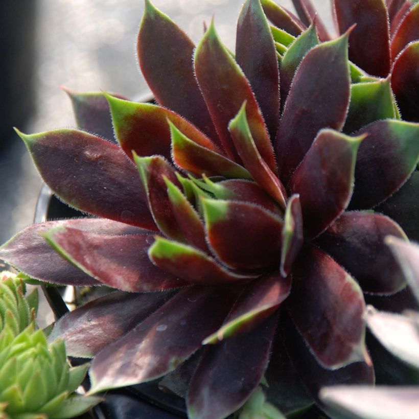 Sempervivum Chick Charms ® Cranberry Cocktail - Joubarbe pourpre sombre pointé de vert (Plant habit)