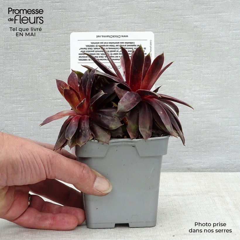 Example of Sempervivum Chick Charms ® Cranberry Cocktail - Joubarbe pourpre sombre pointé de vert Pot de 10 cm/11cm as you get in printemps