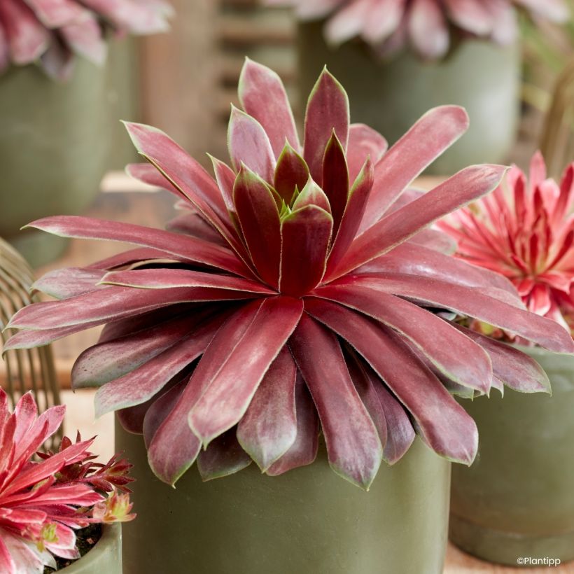 Sempervivum Chick Charms Giant Emerald Explosion - Joubarbe (Feuillage)