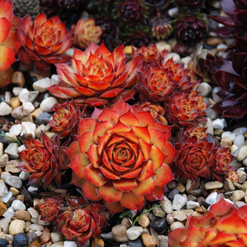 Sempervivum Chick Charms Gold Nugget - Joubarbe (Plant habit)