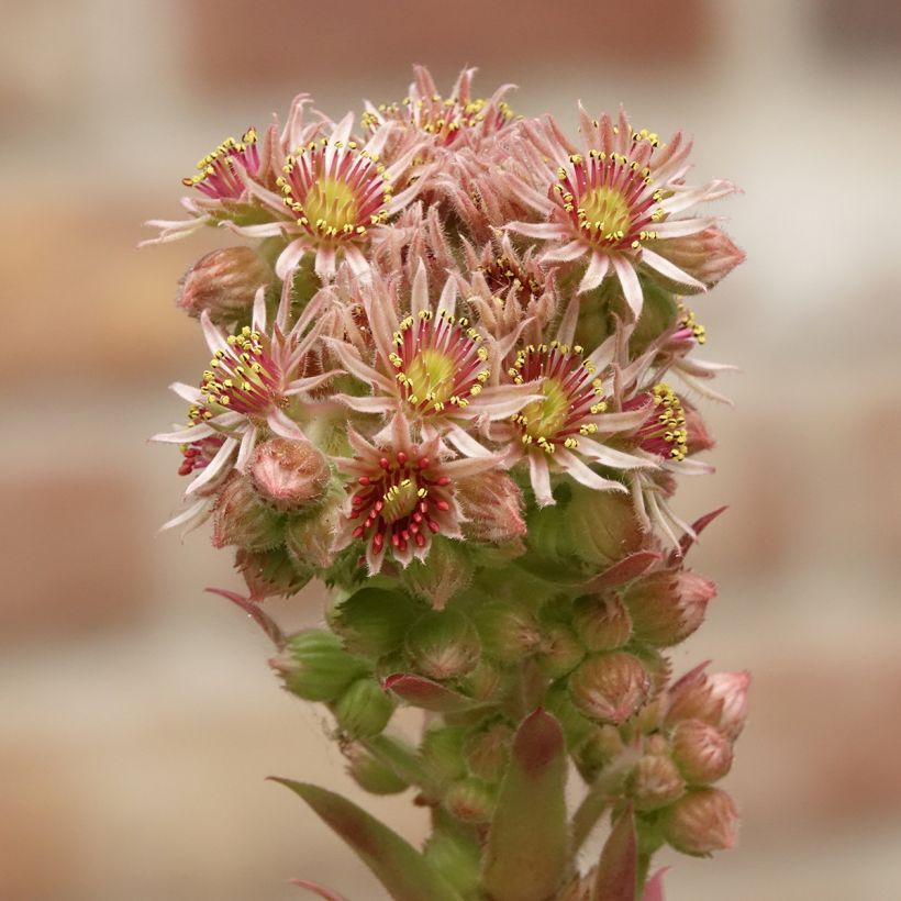 Sempervivum Chick Charms Gold Nugget - Joubarbe (Floraison)