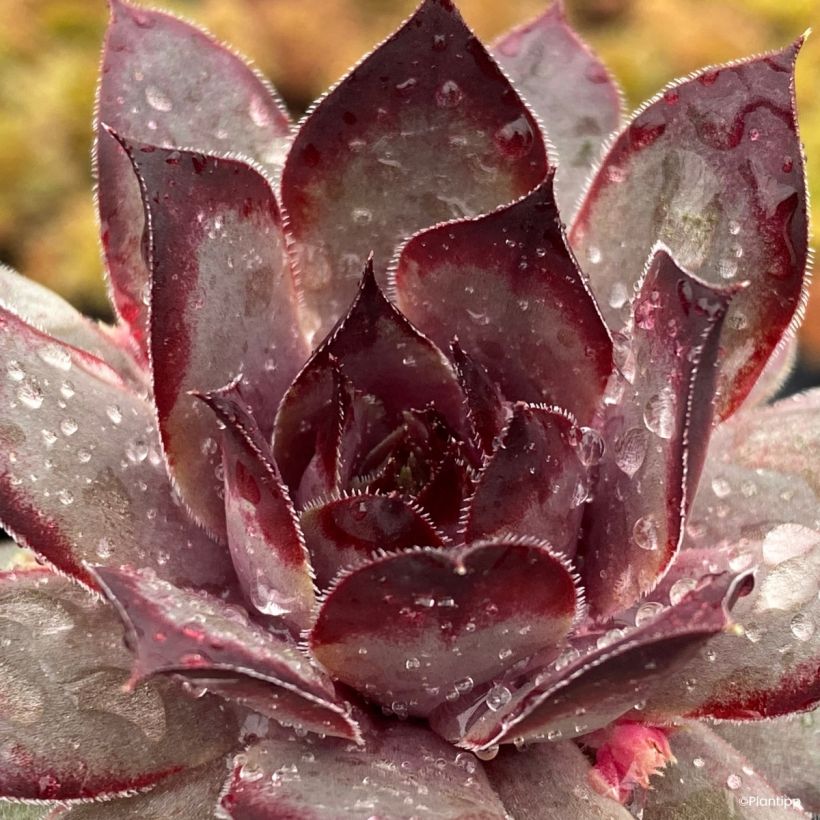 Sempervivum Chick Charms Grape Galaxy - Joubarbe (Feuillage)