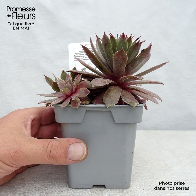 Spécimen de Sempervivum Chick Charms Plum Perfect  - Joubarbe Pot de 10 cm/11cm tel que livré au printemps