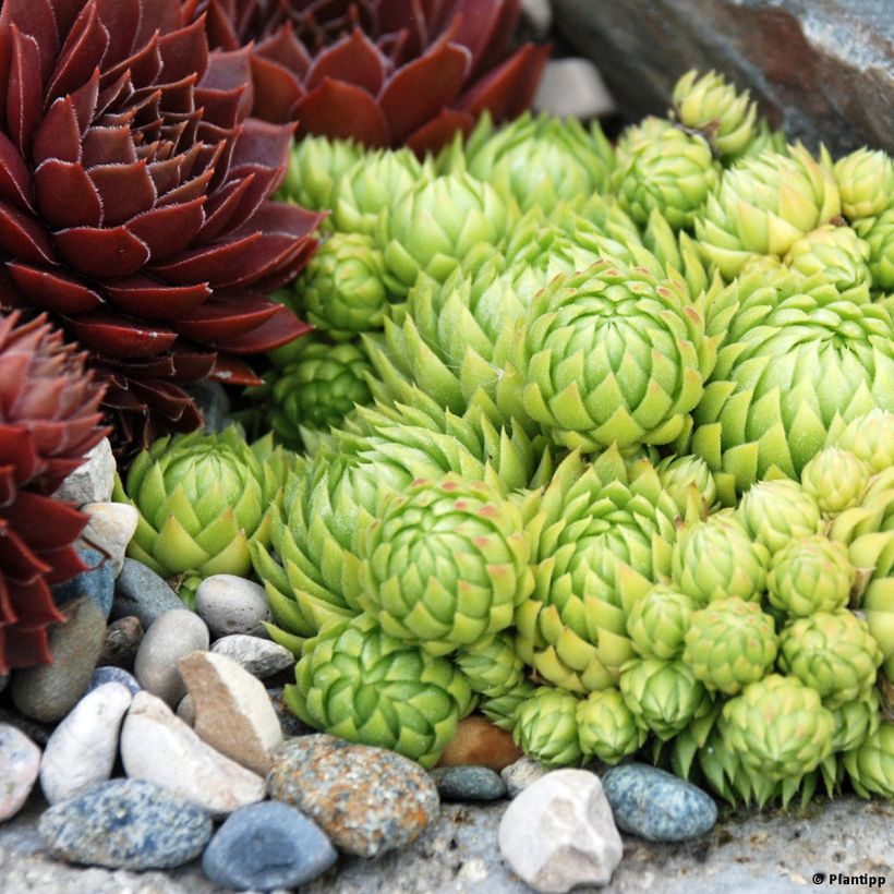 Sempervivum Chick Charms Key Lime Kiss - Joubarbe (Plant habit)