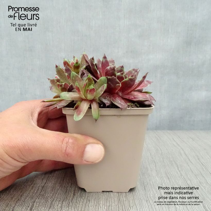 Example of Sempervivum Commander Hay - Joubarbe hybride rouge et verte Godet de 8/9 cm as you get in printemps
