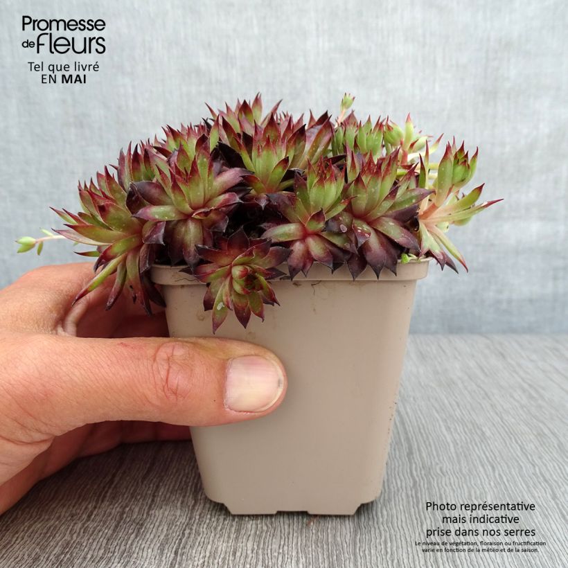 Spécimen de Sempervivum Dark Beauty - Joubarbe pourpre foncé Godet de 8/9 cm tel que livré au printemps