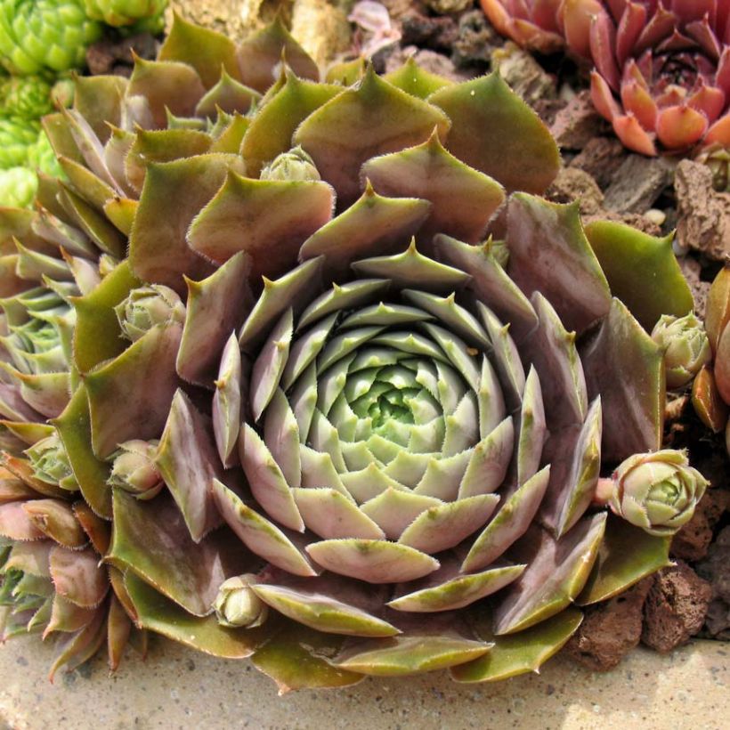Sempervivum Feldmaier - Joubarbe hybride  (Foliage)