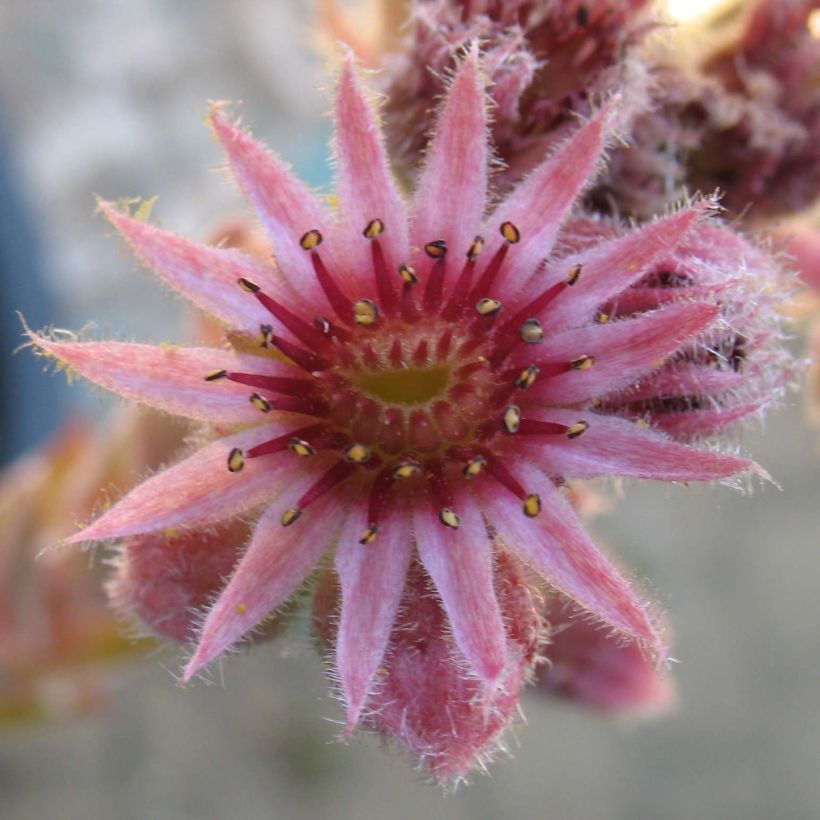 Sempervivum Feldmaier - Joubarbe hybride  (Flowering)