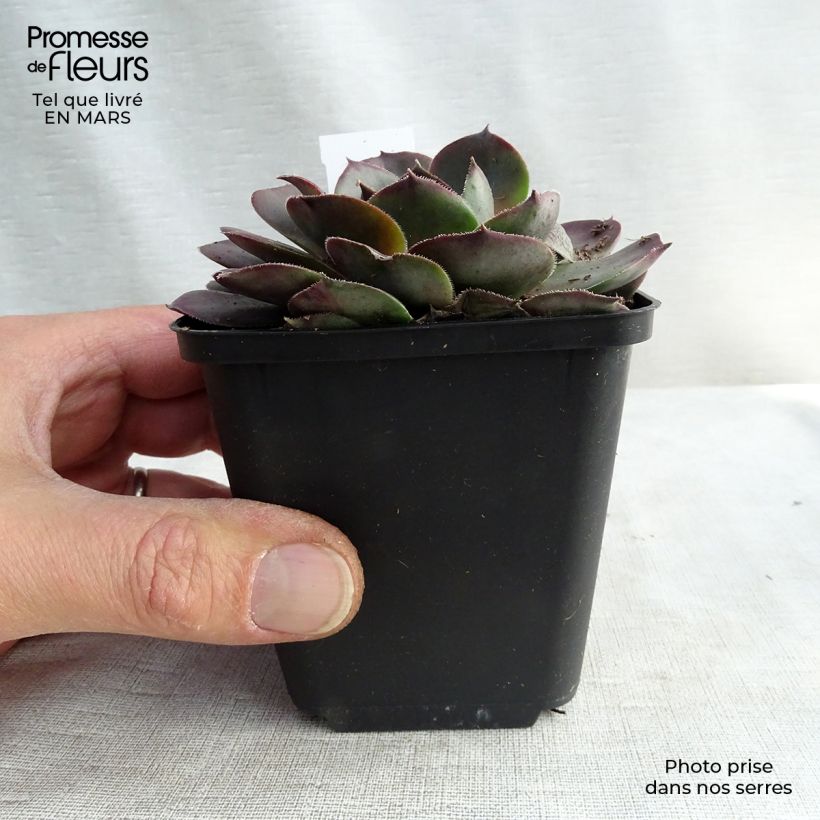 Example of Sempervivum Feldmaier - Joubarbe hybride  Godet de 8/9 cm as you get in printemps