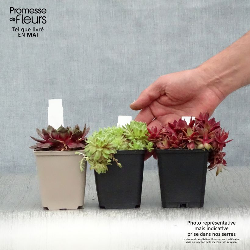 Example of Sempervivum Gemengd - Joubarbe hybride en mélange Godet de 8/9 cm as you get in printemps
