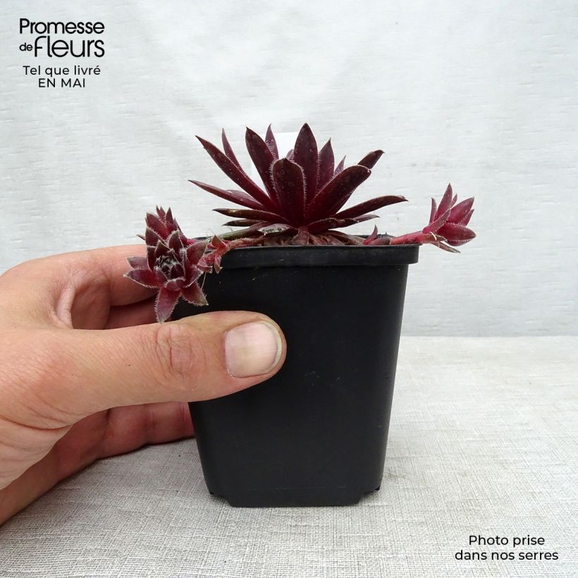 Spécimen de Sempervivum Pilatus - Joubarbe hybride bronze-violacé. Godet de 8/9 cm tel que livré au printemps