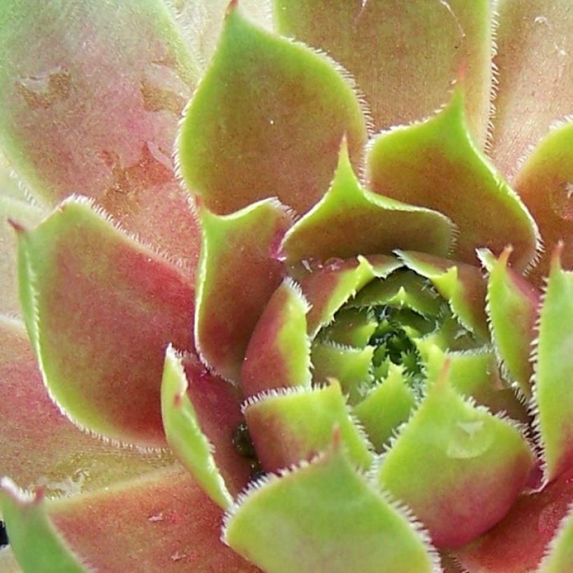 Sempervivum Pseudo-ornatum - Joubarbe rouge et verte (Foliage)