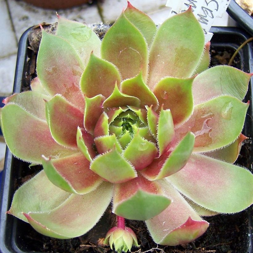 Sempervivum Pseudo-ornatum - Joubarbe rouge et verte (Plant habit)