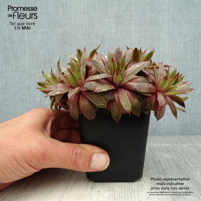 Spécimen de Sempervivum Purple Beauty - Joubarbe bleu vert teinté de pourpre Godet de 8/9 cm tel que livré au printemps