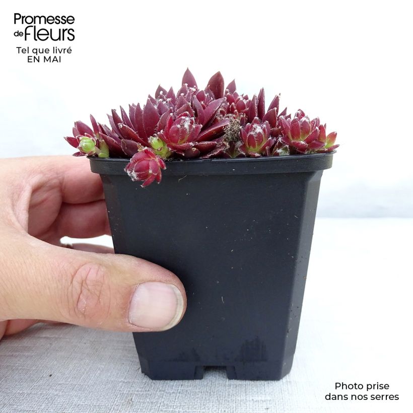 Example of Sempervivum Silberkarneol - Joubarbe hybride rouge-rose. Godet de 8/9 cm as you get in printemps