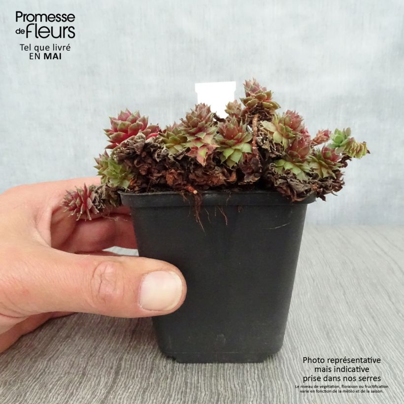 Example of Sempervivum Velvet Red - Joubarbe hybride pastel Godet de 8/9 cm as you get in printemps