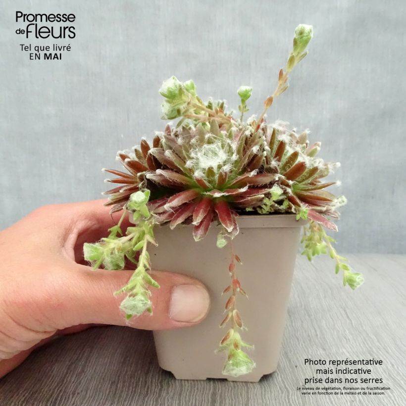 Spécimen de Sempervivum arachnoideum Rubrum Godet de 8/9 cm tel que livré au printemps