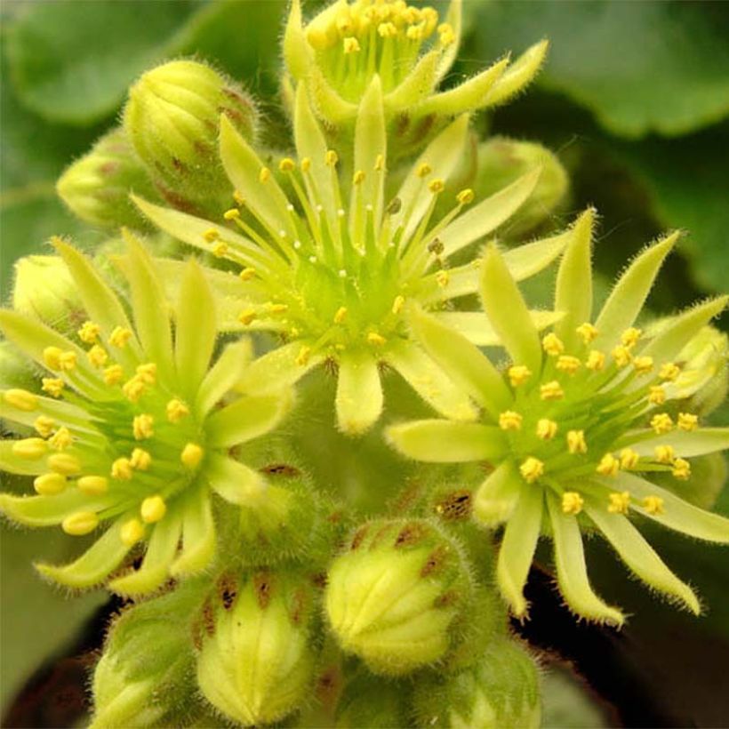 Sempervivum ciliosum var. borisii - Joubarbe ciliée (Flowering)